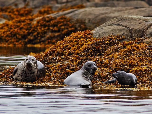 Harbor Seals 20140615