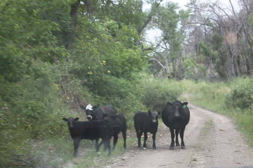 Cow crossing.