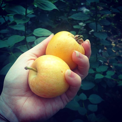 The golden apples of the sun. First and only the apple tree in my garden has ever produced. Hopefully more to come...!