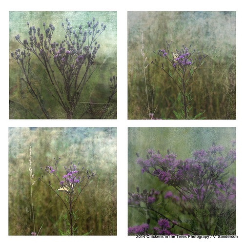 ohio painterly nature floral landscape botanical purple grunge meadow wetlands series marsh wildflowers distressed textured midwestern vernoniaaltissima ironweed texturized tallironweed butterflyhabitat