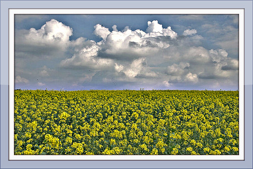 flower field clouds photo google nikon flickr air sigma september hdr facebook picassa twitter gingelom d5100 pinterest
