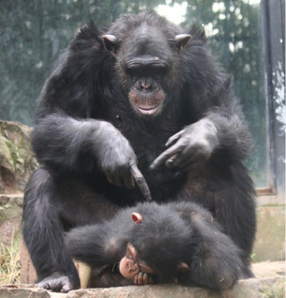 Chimpanzees after integration
