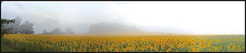autostitch fog panoramic sunflowers ios pixlromatic