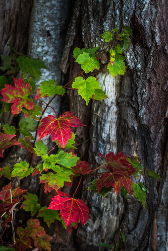 trees red canada green leaves novascotia autumncolours windsor canonmacro100mm murphylake canon70d