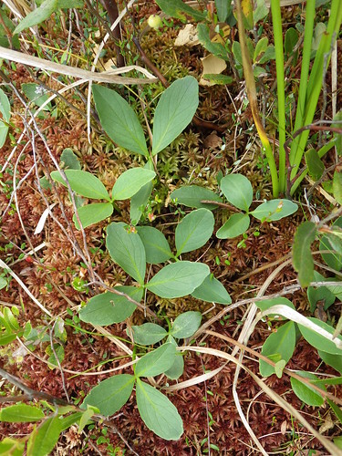 f16woo46 titusbog peatlandsproject eriecounty menyanthestrifolia buckbean bogbean plant