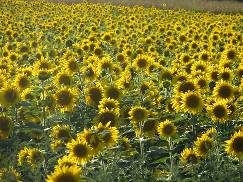 rural sunflowers