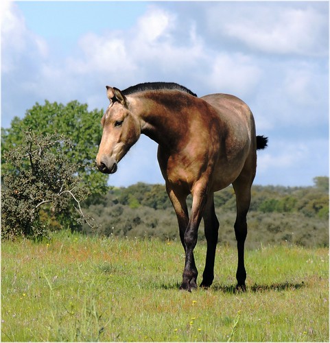 españa naturaleza nature caballos spain espanha europa europe natureza natur campo animales salamanca espagne mamiferos equinos castillaleon castilleyleon