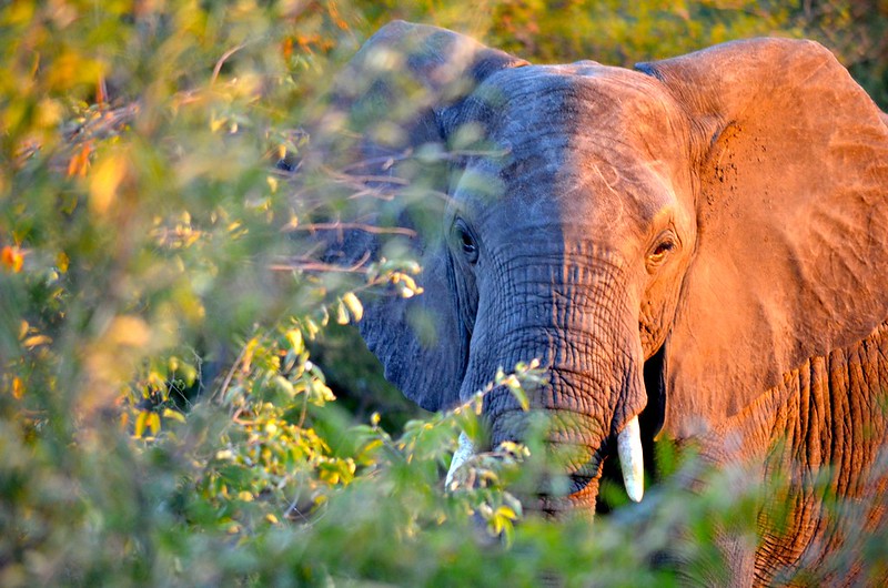A elephant that is standing in the grass