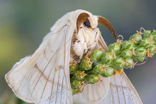 macro insect bride moth makro mori silkworm böcek ipek bombyx böceği componon