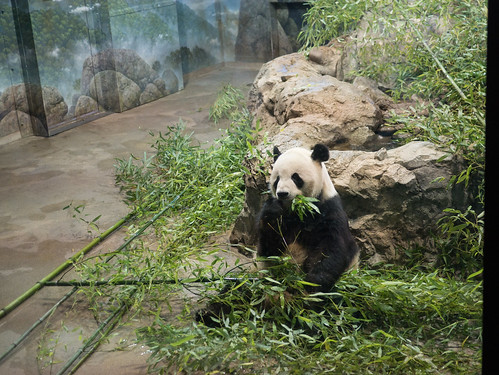 Panda snack