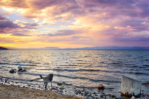 sunset lake beach clouds laketahoe kiva walkthedog obietdogg