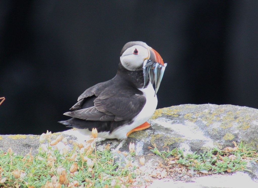 Isle of May Puffin with Fish