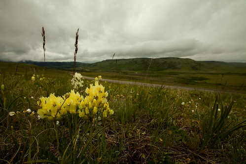 travel flowers plants canada closeup photography montana unitedstates glaciernationalpark essex tundra marklewis