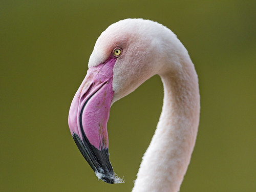 A nice flamingo portrait
