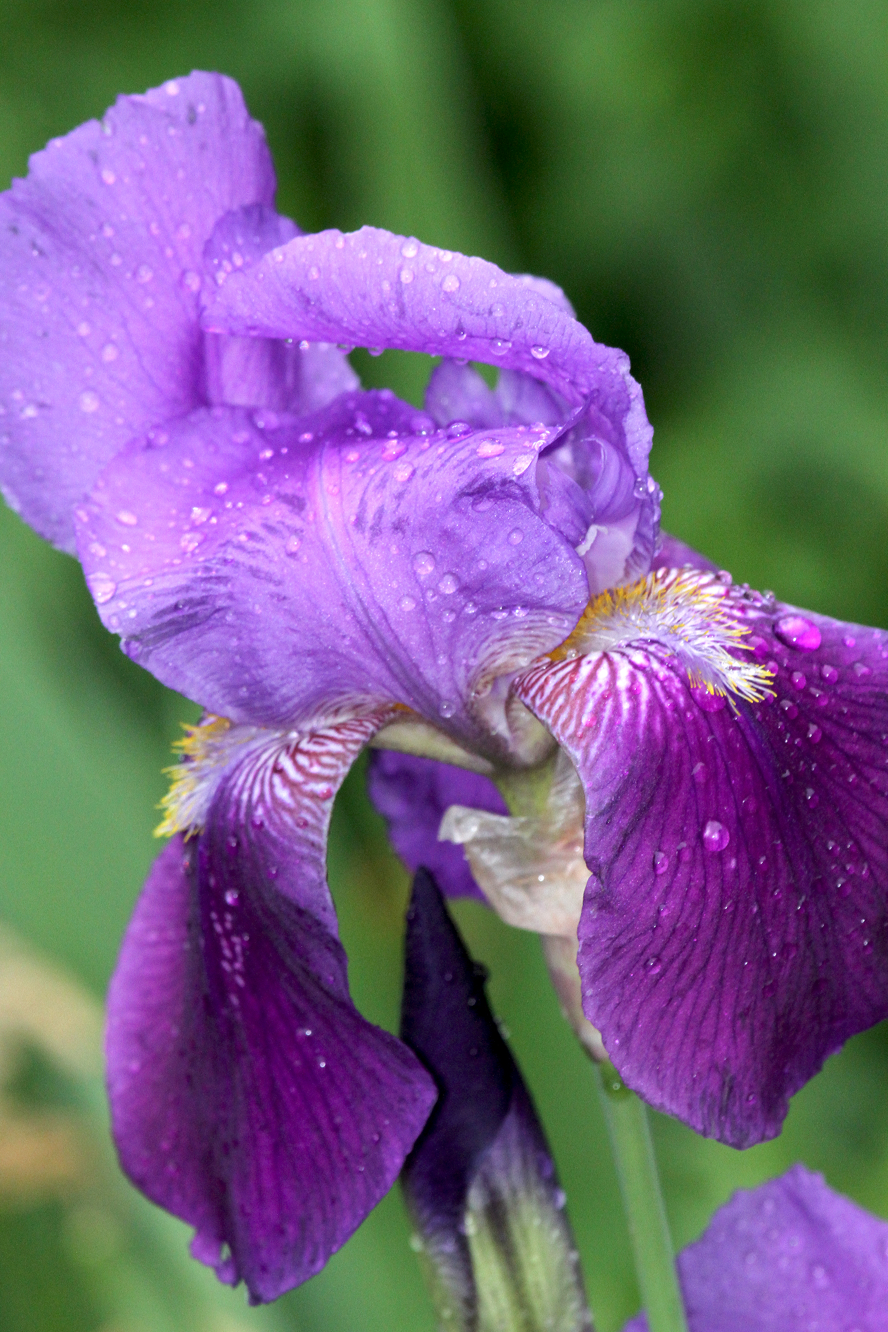 iris after the rain