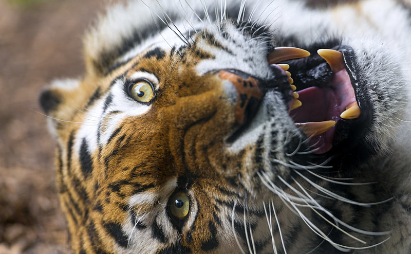 Siberian tigress angry again!
