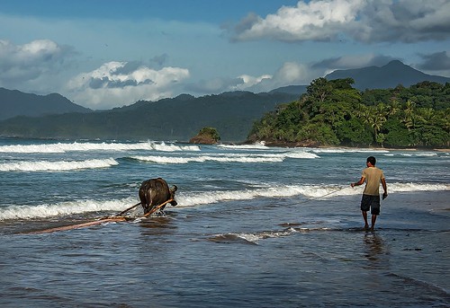 travel beach water buffalo transportation sabang palawan