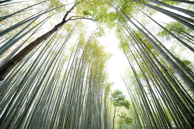 Bamboo Groves