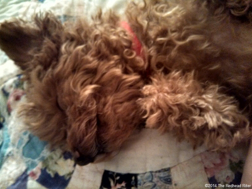 Rough Cell Phone Red Toy Poodle Photos 2