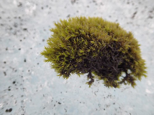 Unusual moss balls "Glacier Mice" on Falljokull "Falling Glacier" - outlet from Vatnajokull icecap