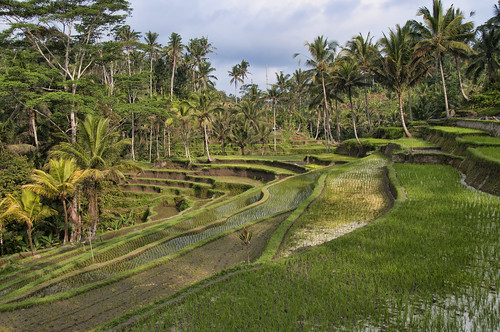 bali field indonesia landscape rice paisaje arrozal