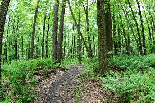 trees fern forest trail wolfrockstrail