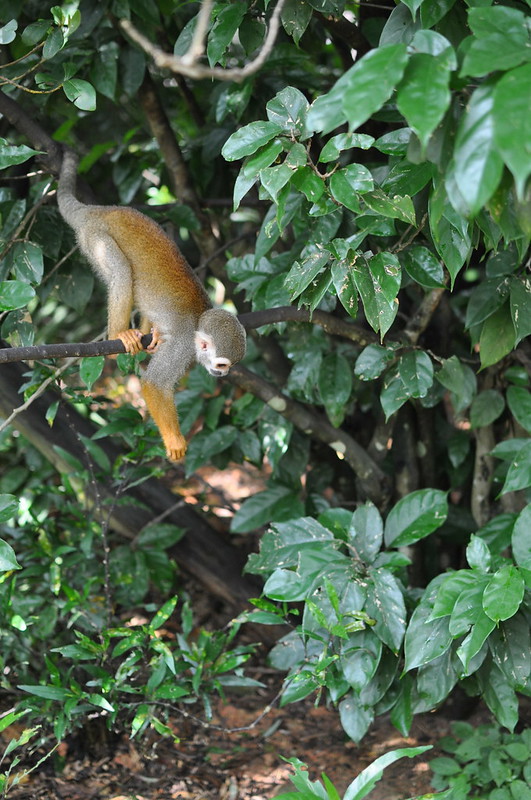 squirrel monkeys