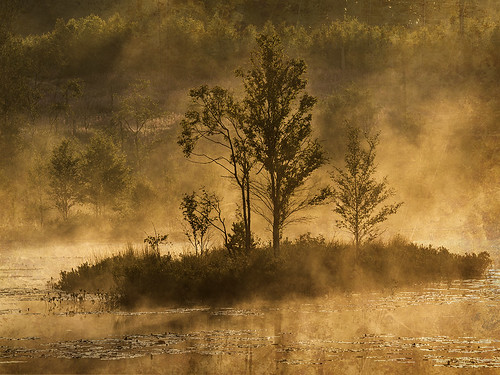 morning trees summer mist lake nature water fog sunrise sweden halland
