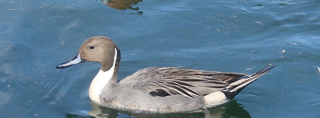 northern pintail male feburary