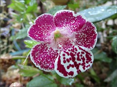 Speckled flower
