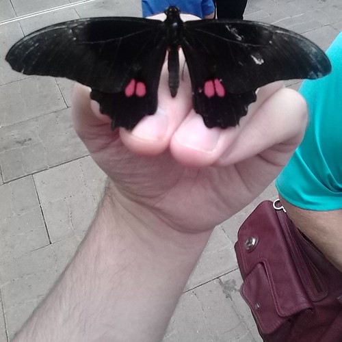 Butterfly on my hand #princeedwardisland #pei #newglasgow #butterfly #gardensofhope