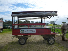 Our wagon, drawn by Rocky the Clydesdale