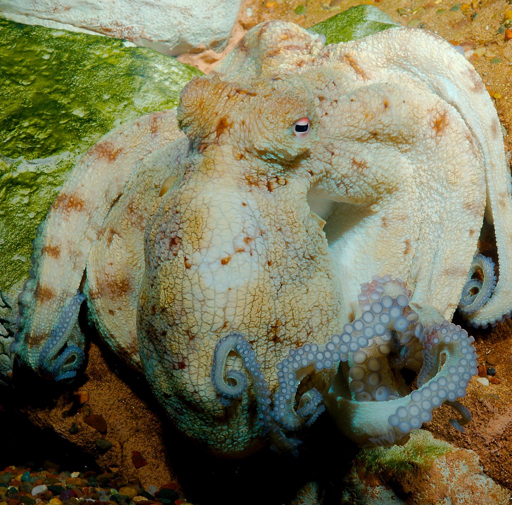 Common Octopus_1