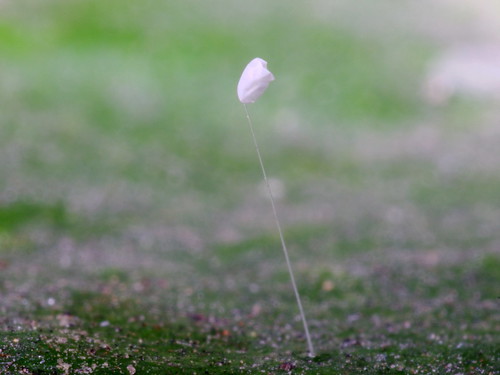 幼蟲孵化留下的空卵殼，像不像一朵小白花？圖片攝影：李鍾旻。