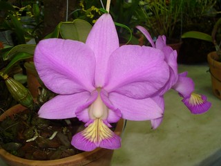 "American Orchid Society" icon