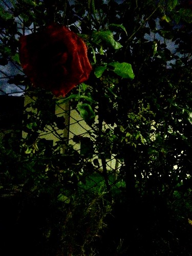 flower me rose night dark myself photography photo foto view rosa fotografia fiore notte cavalese buoio