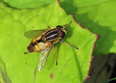 Hoverfly - Helophilus hybridus