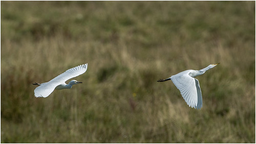 france bird europe egret cattleegret baiedesomme picardy parcdumarquenterre