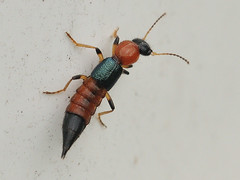 

Rove beetles; elytra short, not covering abdomen, antennae not clubbed