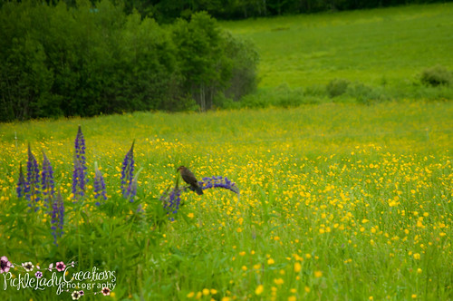 flowers trees summer sky horse mountains festival nikon skies purple newhampshire fields fest lupine sugarhill d90 lupinefestival 18105mm