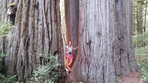 Redwoods, CA