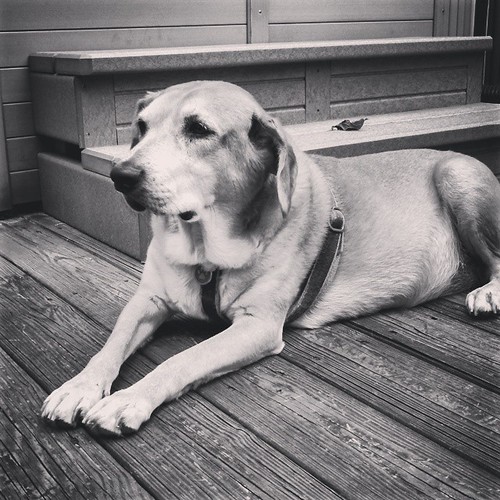 Sophie says Good Morning IG! #rescued #houndmix #dogstagram #instadog #blackandwhite #love #adoptdontshop #ilovemydogs #chill #relax #summer #lounge #happydog