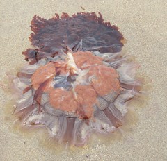 Scotland Lion's Mane Jellyfish
