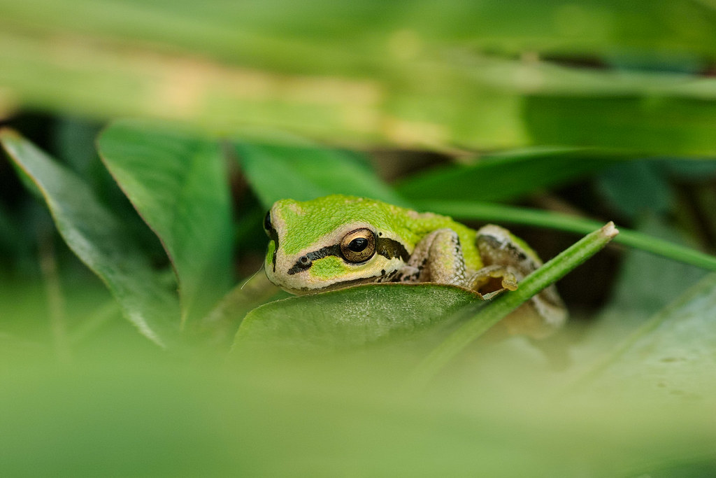 A Pacific treefrog sits hidden in the grass at Ridgefield National Wildlife Refuge