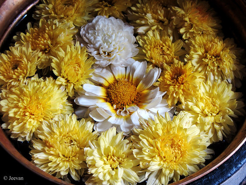 Bronze Bowl of Flowers