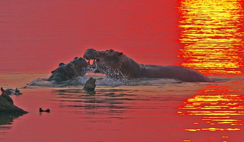 sunset safari malawi hippo