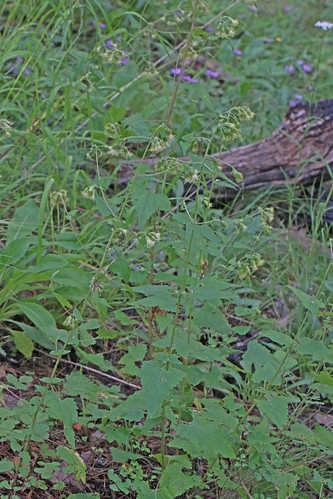 flower nm wildflower asteraceae 2014 asterales snakeroot asterids ageratina catronco apachesnakeroot ageratinaherbacea negritocreek fragrantsnakeroot southforknegritocreek