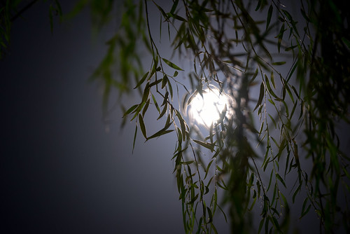 moon green nature leaves japan night tokyo leaf