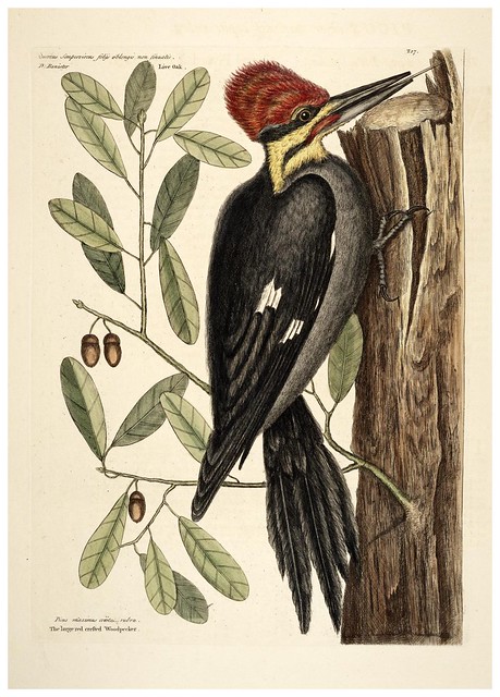 004-Pajaro carpintero de cabeza roja-Natural History of Carolina, Florida and the Bahama Islands-Vol1-1754