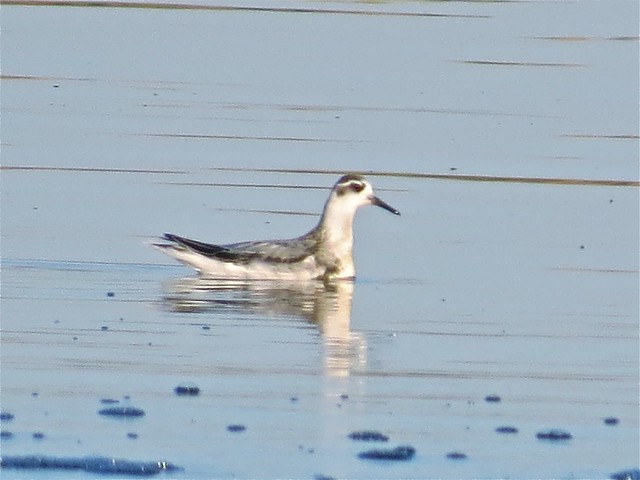 Red Phalarope at the Gridley Wastewater Treatment Ponds in McLean County, IL on 9-16-14 29